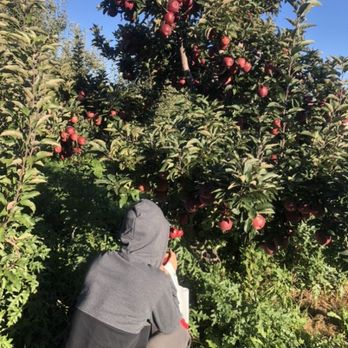 Millers Orchards - Fruits & Veggies Near Me - Amherst, Ohio
