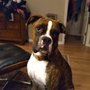 Photo of Carolina Veterinary Hospital PA