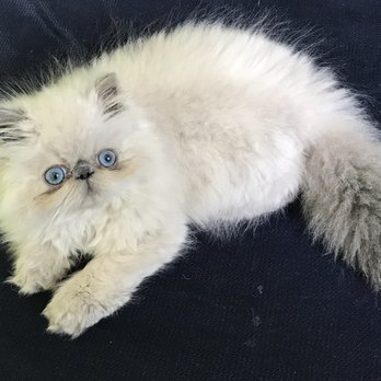 Kingsley Kittens - Pet Breeders Near Me