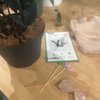 Greendigs Design Studio gift card