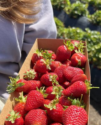 Swanton Berry Farm by null