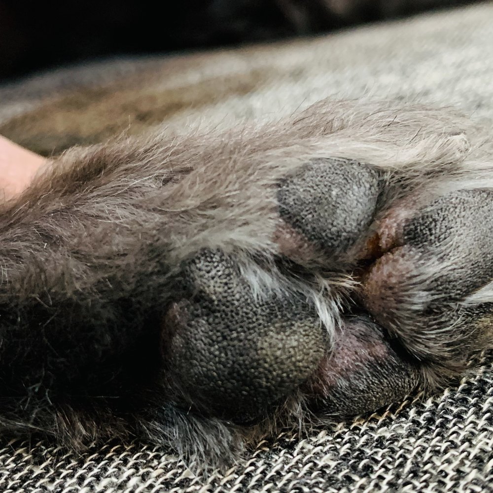 Muddy Paws Grooming & Boarding - Pet Training Near Me - La Feria, Texas