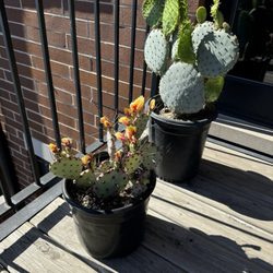 Big Plants - Big nopales
