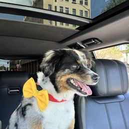 Dexie fresh from a date with GiGi. She always adorns him with something cute afterwards