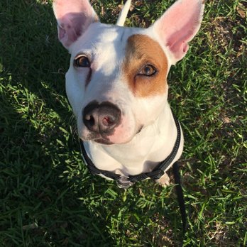 Kirkman Road Veterinary Clinic - Veterinarians Near Me - Orlando, Florida