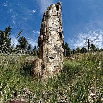 Petrified Tree - 55-million-year-old petrified tree, near the largest petrified forest in the world - Landmarks & Historical Buildings Near Me