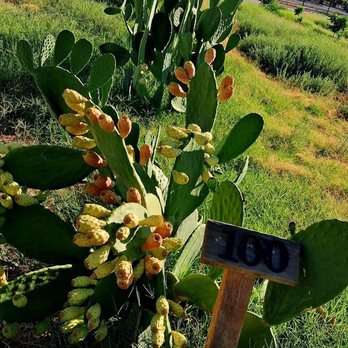 Gilcrease Orchard - Row 100 nopales with cactus fruit - Fruits & Veggies Near Me - Las Vegas, Nevada Gilcrease Orchard - Row 100 nopales with cactus fruit - Fruits & Veggies Near Me - Las Vegas, Nevada