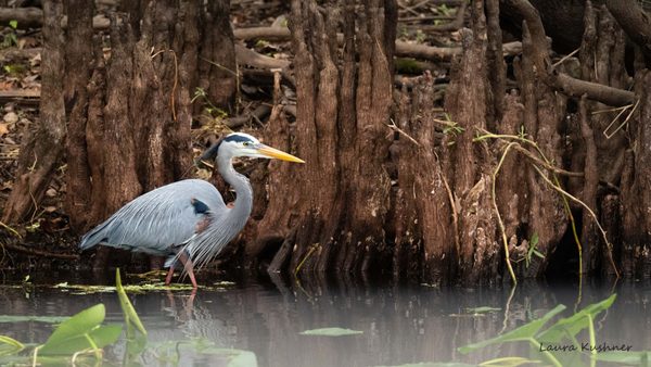 Blue Spring Adventures by null