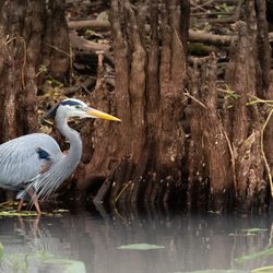 Blue Spring Adventures - Great Blue Heron