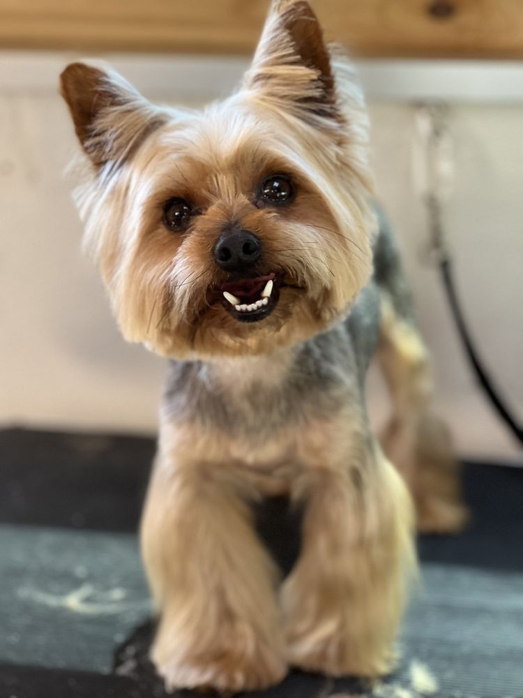 PAWLADAYS Pet Groomers East Los Angeles, California Phone Number Yelp