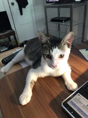 Best Friends Pet Adoption Center by null