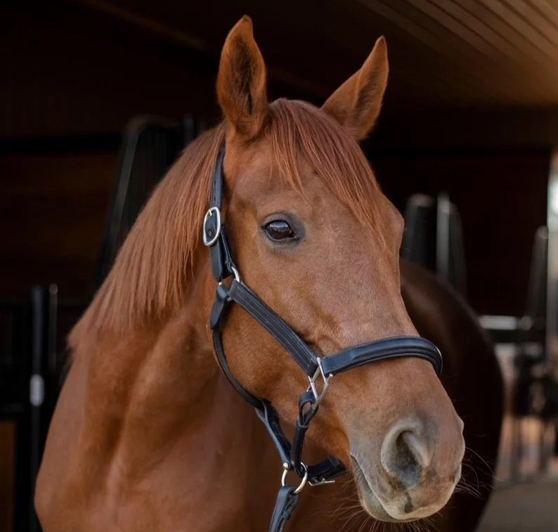 GW Stables - equestrian in Bradford, AR