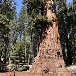Giant tree! Giant tree!