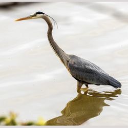 Leesylvania State Park - Great Blue Heron