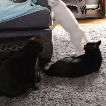 Operation Kindness - Left-Samu, Shazi-standing tall, Salem in front of her. - Animal Shelters Near Me - Carrollton, Texas Operation Kindness - Left-Samu, Shazi-standing tall, Salem in front of her. - Animal Shelters Near Me - Carrollton, Texas