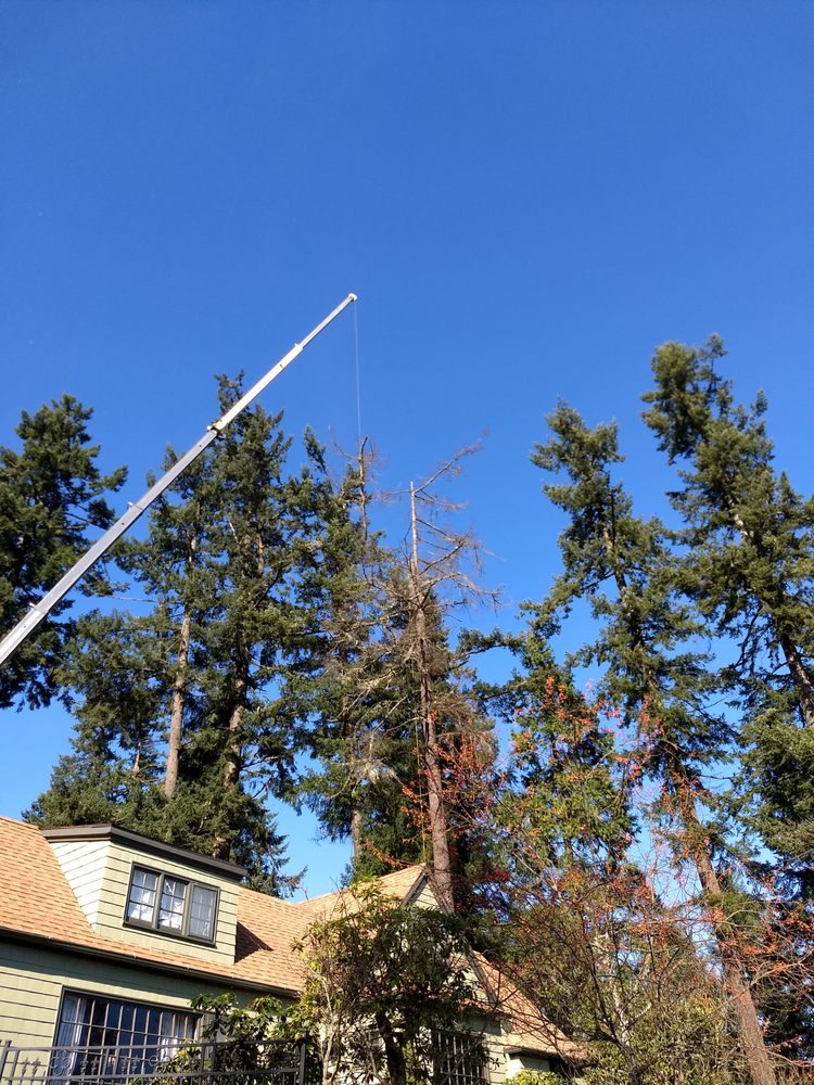 Leif's Tree & Crane Service - tree service in Cheshire, OR