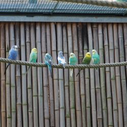 Aachener Tierpark Euregiozoo