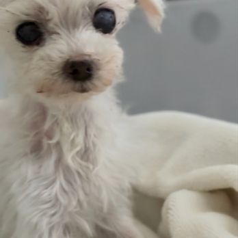 Pacific Paws Animal Hospital - Veterinarians Near Me - Brea, California Pacific Paws Animal Hospital - Veterinarians Near Me - Brea, California