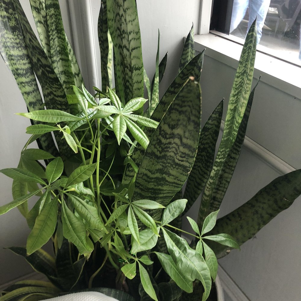 Eggsquisite Cafe - Sansevieria plant!!!!!!!! - Breakfast & Brunch Near Me - Frisco, Texas