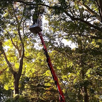Shamrock Tree Company - Tree Services Near Me Shamrock Tree Company - Tree Services Near Me