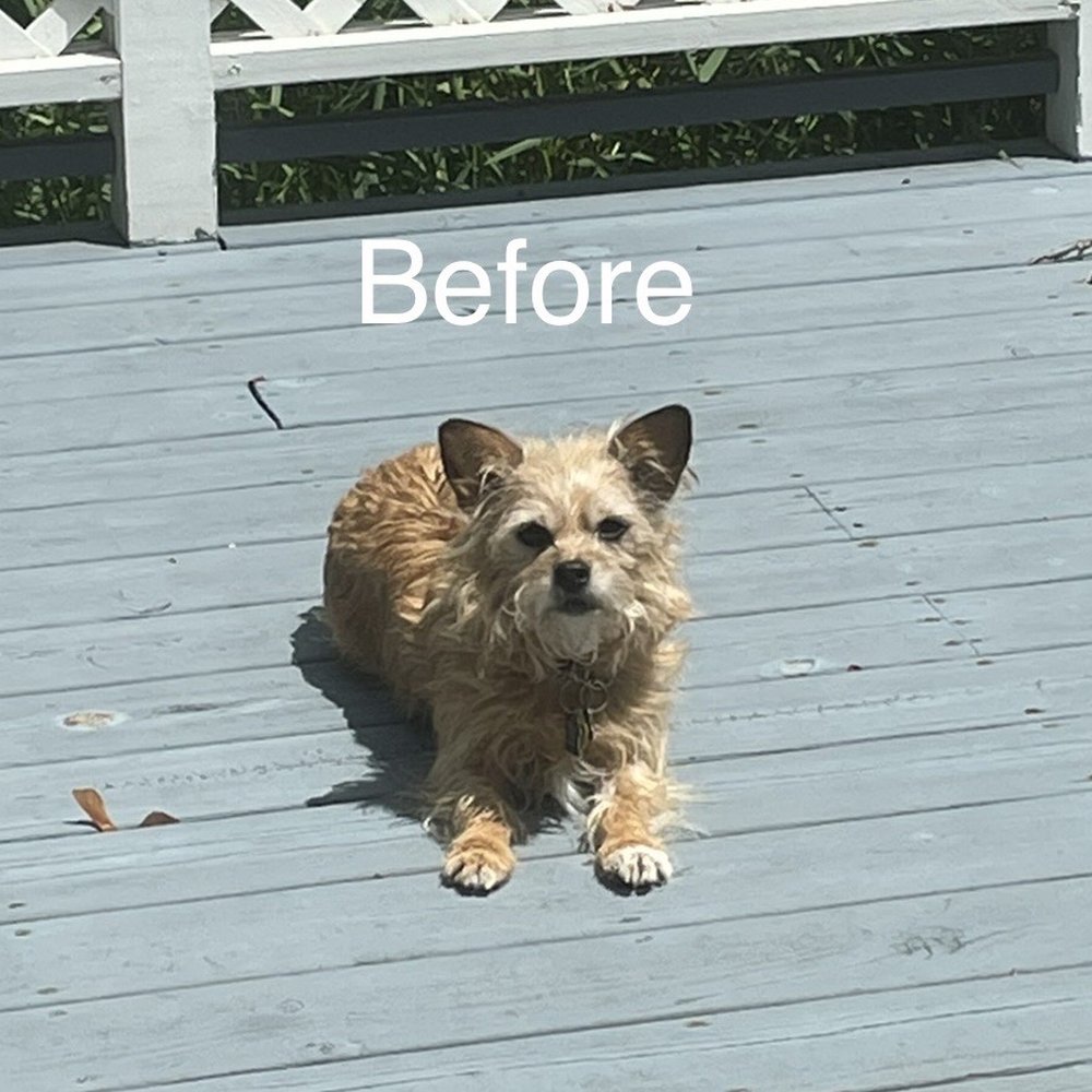 Coco's Pet Spa - Oscar before - Pet Groomers Near Me - Lake in the Hills, Illinois