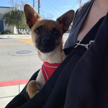 East Bay SPCA - Oakland - Goodest of dogs. - Animal Shelters Near Me - Oakland, California