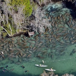 Manatees at 3 Sisters Spring in Crystal River, FL. (tbo.com photo)