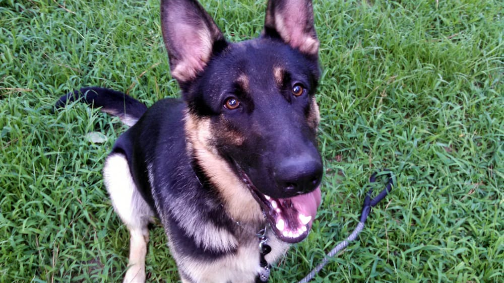 SAMMY’S HOMESTEAD DOG BOARDING Updated October 2024 370 Grady Pond