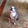 Rancho Village Veterinary Hospital gift card