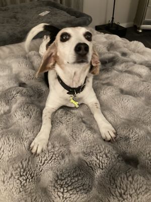 The Dog House by null