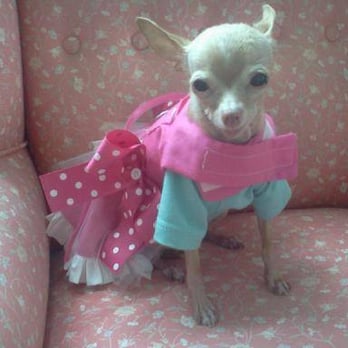 Sears Veterinary Hospital - This was my Tali a healthy happy tiny chihuahua, that should not have died under their watch. they dont know emergency medical procedure! - Veterinarians Near Me - Lancaster, California Sears Veterinary Hospital - This was my Tali a healthy happy tiny chihuahua, that should not have died under their watch. they dont know emergency medical procedure! - Veterinarians Near Me - Lancaster, California