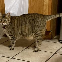 Bib the cat stopped by for petting and treats.