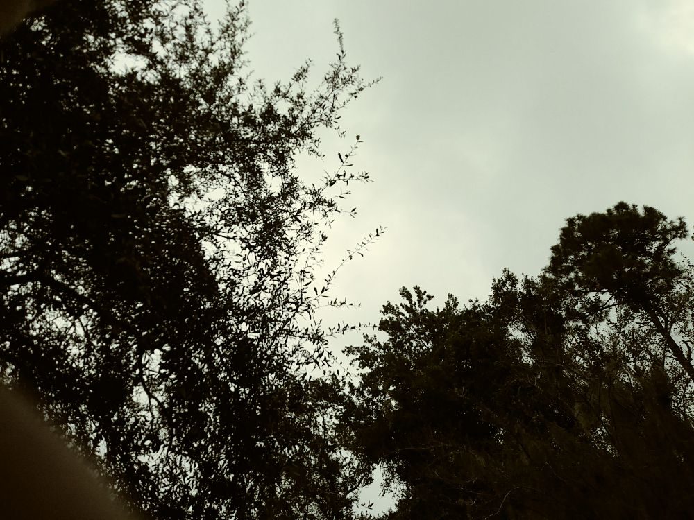 AAA Avante Tree Service - tree service in Jacksonville, FL