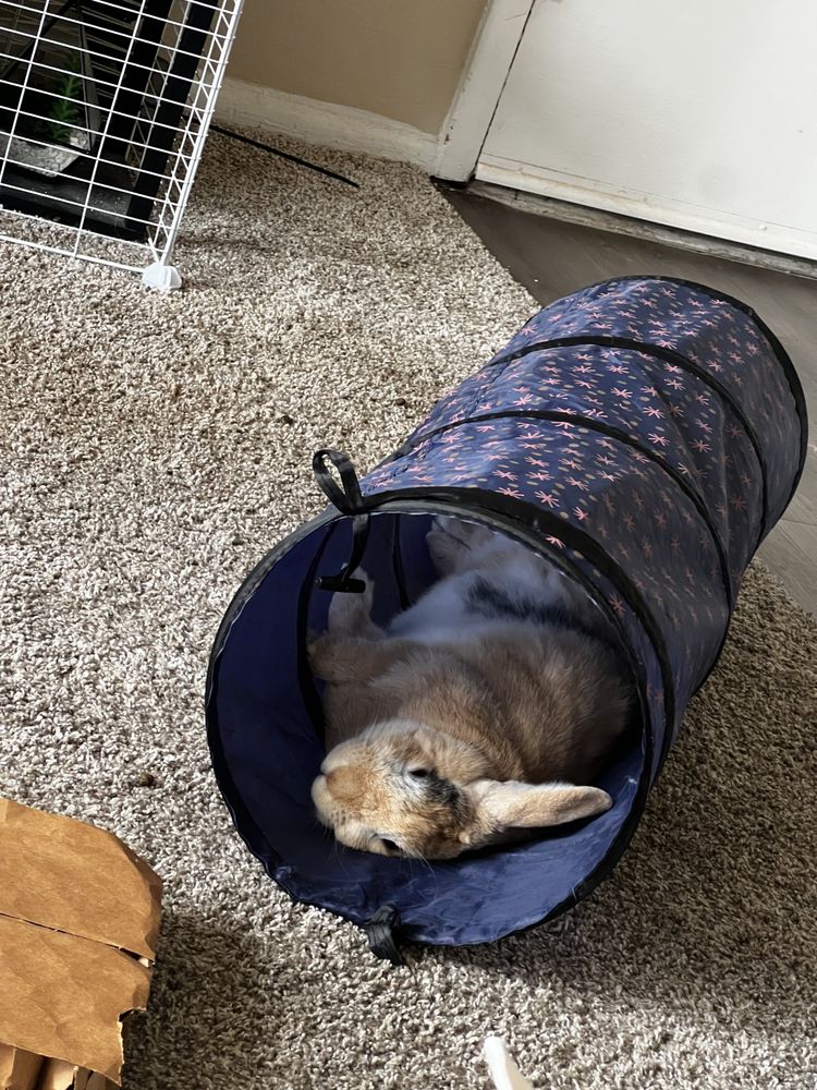 Paws & Pillows - pet boarding facility in Casselberry, FL