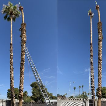Transformers Landscaping - Fernando in action on 70ft palm trees. - Landscaping Near Me - Las Vegas, Nevada Transformers Landscaping - Fernando in action on 70ft palm trees. - Landscaping Near Me - Las Vegas, Nevada