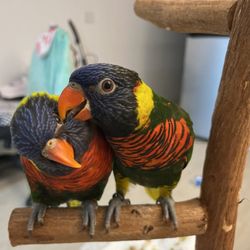 The Urban Zoo - Orbit and Comet, both from Urban Zoo.