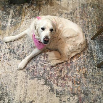 Arden's Barking Buddies - Pet Sitting Near Me - Summerville, South Carolina Arden's Barking Buddies - Pet Sitting Near Me - Summerville, South Carolina
