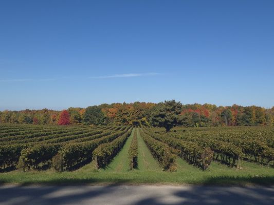 South River Vineyard by null