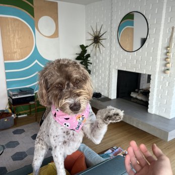 Posh Pooch - Charlie wants to say thanks! - Pet Groomers Near Me - Seal Beach, California Posh Pooch - Charlie wants to say thanks! - Pet Groomers Near Me - Seal Beach, California