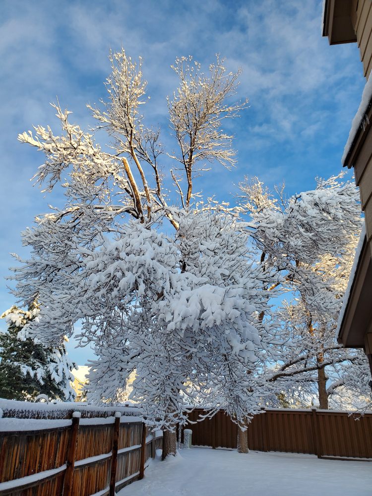 SAVATREE Updated October 2024 51 Photos & 201 Reviews 8585 E