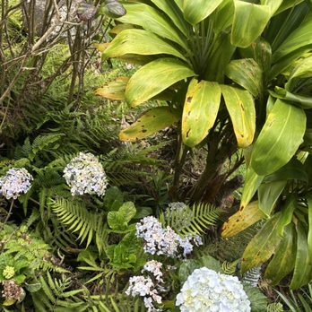 Koke'e Natural History Museum - pretty plants growing in front - Museums Near Me - Kekaha, Hawaii