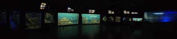 Aquarium of Veracruz by null