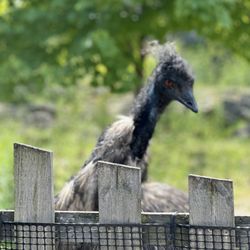 Washington Park Zoo