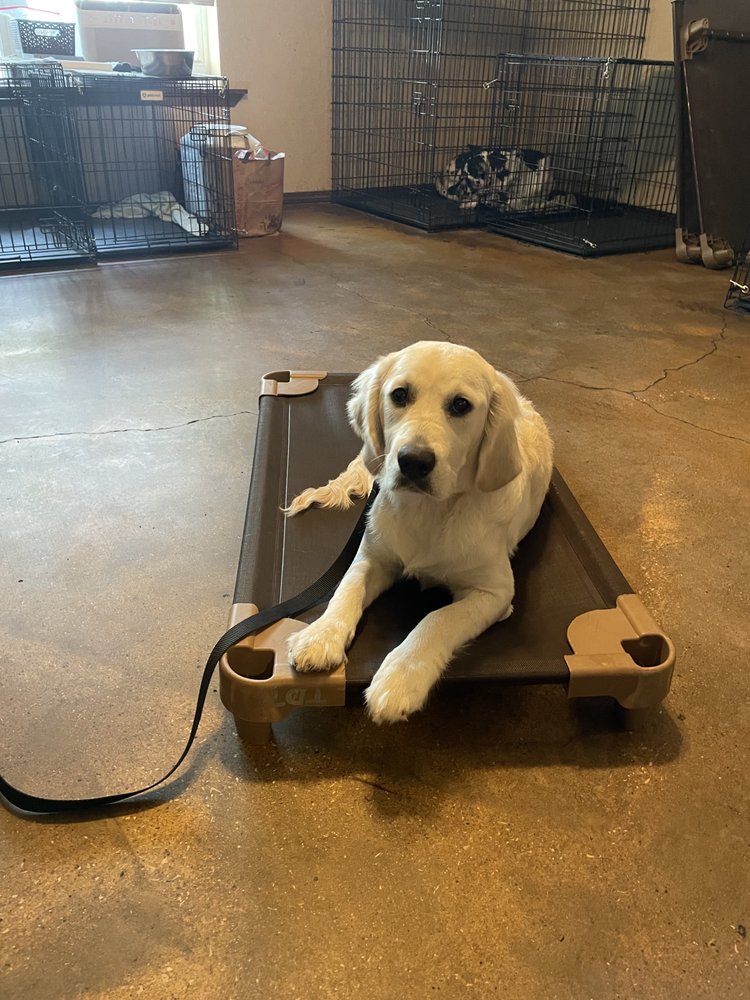 Tame Dog Training