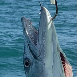 Tropical Boat Rentals