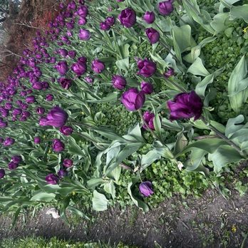Sherwood Gardens - Parks Near Me - Baltimore, Maryland