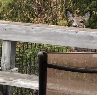 Chambers Oceanfront Cottages by null