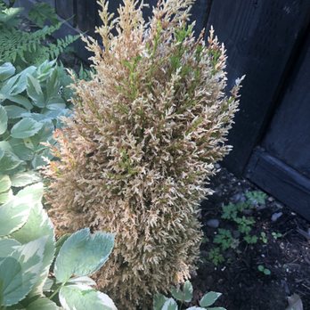 Tony's Garden Center - Cypress after two months. - Nurseries & Gardening Near Me - Damascus, Oregon Tony's Garden Center - Cypress after two months. - Nurseries & Gardening Near Me - Damascus, Oregon