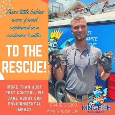 Wildlife & Rodent Exclusions - Kingfish Pest Control safely removed and relocated two newborn raccoons from a client's home. Our team of Wildlife Professionals specializes in sealing residential and commercial properties to prevent rodent and wildlife entry