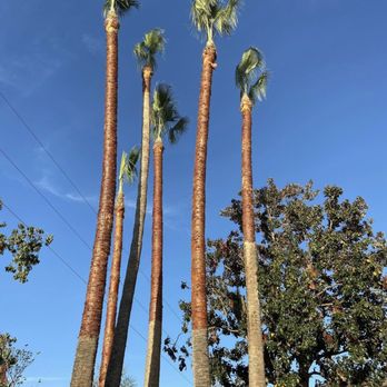 Malpartida Tree Service - Tree Services Near Me Malpartida Tree Service - Tree Services Near Me